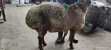 турецкий кангал цена: Продаю | Баран (самец) | Арашан | Для разведения | Племенные — 3