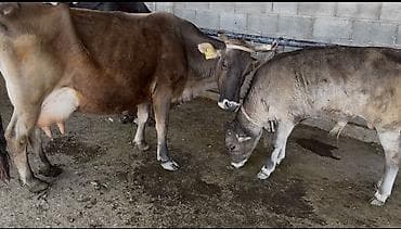 темная брама: Продаю | Корова (самка) | Для разведения | Привязанные — 1