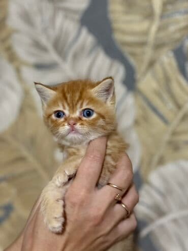 показы 1 354 72 договорная кошка даром британская короткошёрстная 1 год мальчик метис 2 позвонить написать: Британ кыска жүндүү, 1 айлык, Эркек, Алтын шиншилла, Лотокко барууга үйрөтүлгөн — 1