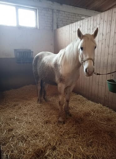 отдам собак: Продаю | Конь (самец) — 1