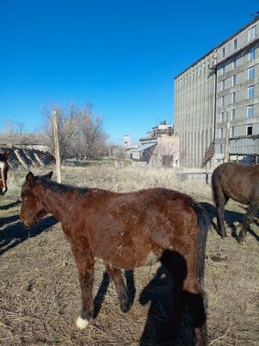 гончие собаки: Продаю | Жеребенок | Полукровка | Для разведения — 5