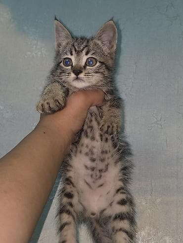 сеамская кошка: Сиамская, 1 месяц, Девочка, Приучена к лотку — 6