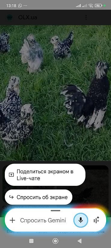 шпиц собака цена бишкек: Продаю | Куры | Для разведения — 6