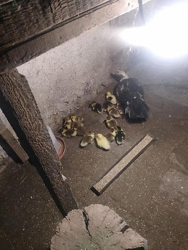 15 индоутят с уткой 2600сом lalafo.kg да 15 индоутят с уткой 2600сом
