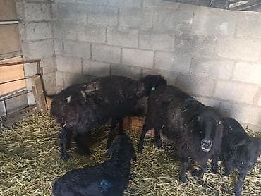 продаю жеребенка: Продаю | Баран (самец) | Для разведения | Матка — 2