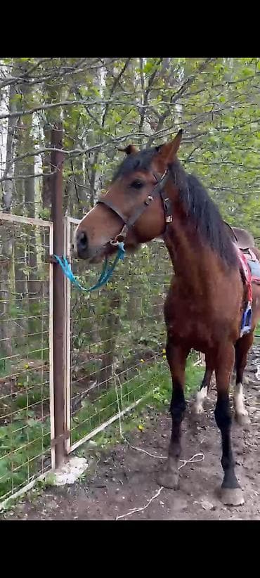 шивис уйлар: Продаю | Жеребец | Рабочий | Мерин — 1