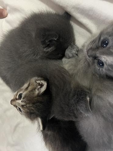 Котята, помет из четырёх малышей: - Окрас: три дымчато‑серых