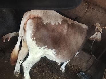 прадаю карову: Продаю | Корова (самка) | Для молока | Привязанные — 6