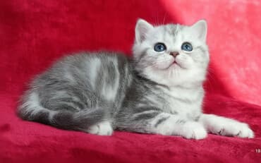 ош мышык: Скотиш Страйт (Шотландиялык тик кулактуу), 2 айлык, Ургаачы, Эмделген, Лотокко барууга үйрөтүлгөн, Курттардан тазаланган — 1