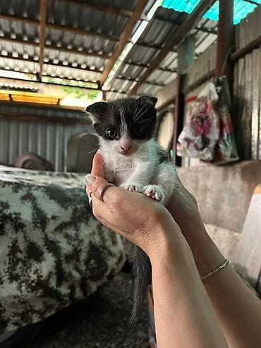 белый кошка: Кошка даром: Беспородная, 1 месяц, Мальчик — 2