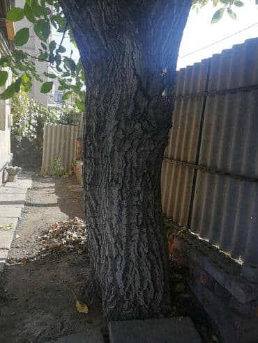 ОСП / OSB плиты: Продаётся ствол ореха, высота до 7 метров, диаметр 2,40 основного — 1