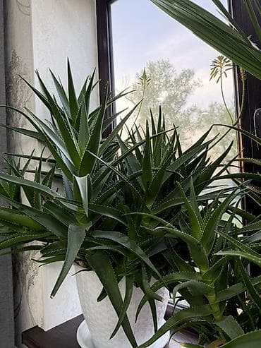 плеттер: Комнатные растения в декоративных кашпо - Алоэ (крупный куст) — 1