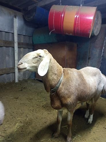 шиншила кошка: Продаю | Баран (самец) | Арашан | Для разведения | Племенные, Осеменитель — 1