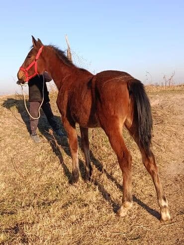 продажа кормов для сельскохозяйственных животных: Продаю | Жеребенок | Конный спорт — 1