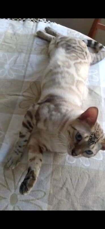 английский бульдог бишкек: Бенгальская, 2 года, Мальчик, Белый, Кастрирована, Проглистована, С документами — 3