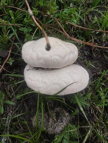 ящик для клубника: Свежие дикие грибы белый горный — 9