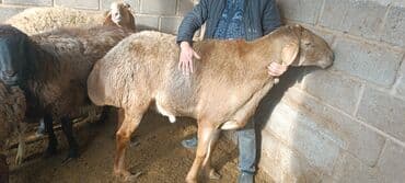 Аквариумы: Продаю | Баран (самец) | Для разведения | Осеменитель — 5