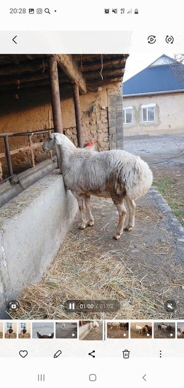 собака коли: Продаю | Овца (самка) | Эдильбаевская | На забой | Матка — 4