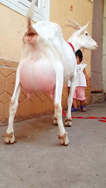 Козы, козлы: Продаю | Коза (самка) | Зааненская | Для разведения — 3