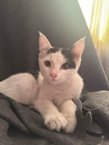 отдам кошечку в добрые руки: Кошка даром: Беспородная, 4 месяца, Мальчик, Приучена к лотку, Проглистована — 1