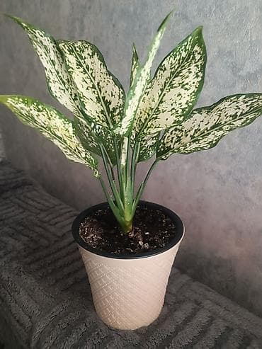нет времени: Аглаонема вариегатная (Aglaonema) в горшке - Эффектная — 1