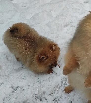 Продажа Миниатюрных шпицов (померанский тип) - Компактный формат