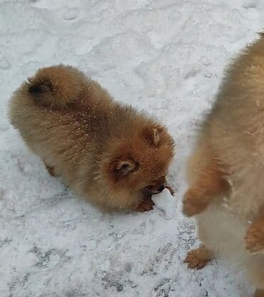 немецкая овчарка щенки: Продаётся померанский шпиц, девочки 💕 Дрессированные, выполняет — 2