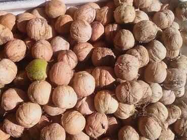 продам тыкву: Продаю Грецкий орех крупный со своего сада. Урожай 2025 года (свежие) — 1