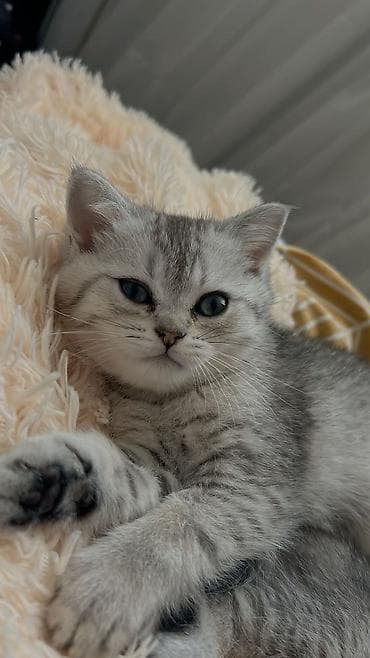 кошка котёнок: Скотиш Страйт (Шотландская прямоухая), 2 месяца, Девочка, Серый, Приучена к лотку — 1