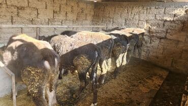 срочно продаю в связи с переездом: Сатам | Бука (эркек) | Аргын | Бордоп семиртүү үчүн | Байланган — 1