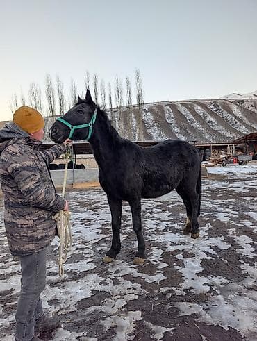 продаю животных: Продаю | Кобыла (самка) | Рабочий — 6