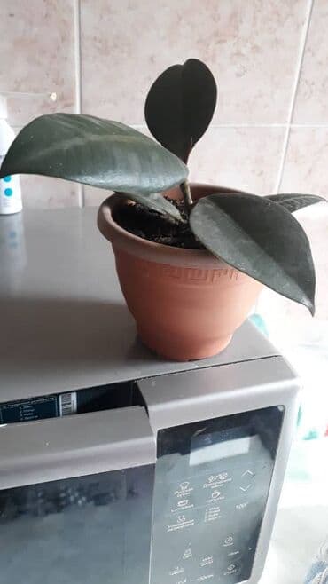 купить павловнию: Фикус черный принц — 1