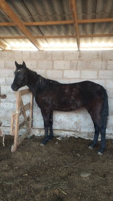 немецкая овчарка черная щенок купить: Продаю | Кобыла (самка) | Полукровка, Першерон, Дончак | На забой, Для разведения, Конный спорт | Племенные, Осеменитель, Мерин — 2