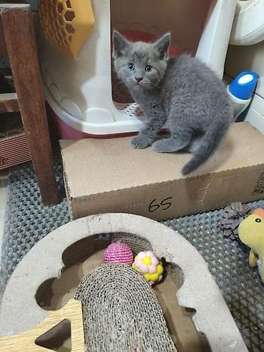 Британская короткошёрстная, 1 месяц, Мальчик, Голубой, Приучена к лотку