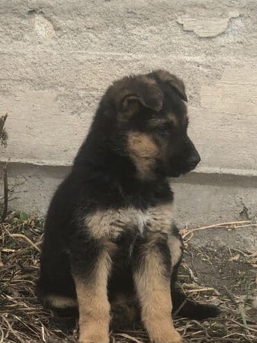 купить щенка ротвейлера в бишкеке: Овчарка, 2 месяца, Самец — 4