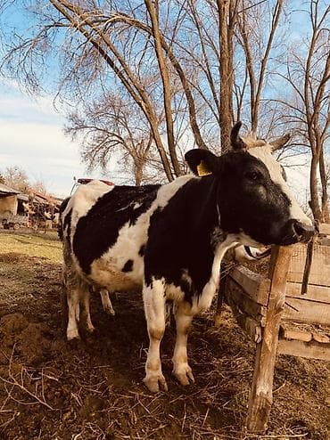 Продаю | Корова (самка) | Голштин | На откорм, Для разведения, Для молока