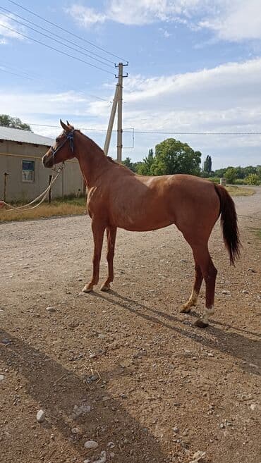 объявления о найденных собаках: Продаю | Кобыла (самка) — 6