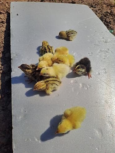 павлин бишкек: Бөдөнүн балапандары сатылат!!! алрес Бишкек мкр Тунгуч. Продаю!!! — 5