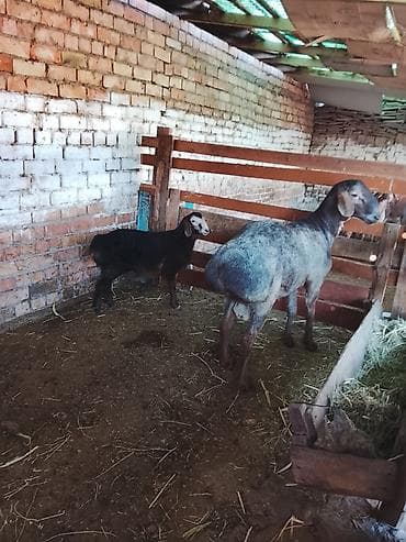продаю кошара ферма: Продаю | Овца (самка) | Для разведения | Матка — 2
