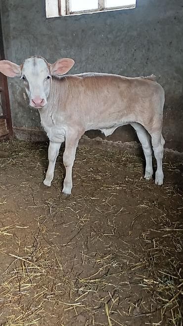 маточное молоко: Продаю | Корова (самка) | Для молока | Привязанные — 7