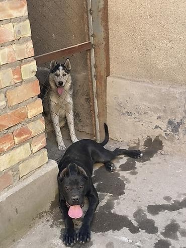 Иттер сатылат: Кане-корсо, Сука 3 года стерелизована не рожает окрас черный с — 6