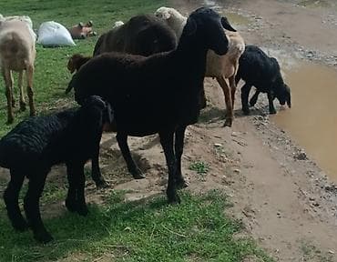 купить курдючного барана: Продаю | Овца (самка) | Для разведения | Матка — 1