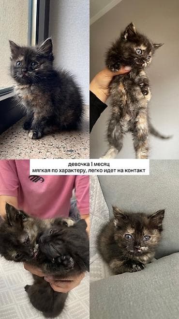 scottish fold: Отдам котят в добрые руки, мальчик и девочка 1-1,5 месяца — 3