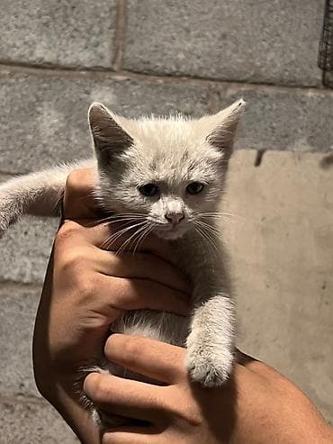 фри пир: Кошка даром: Беспородная, 3 месяца, Девочка — 8