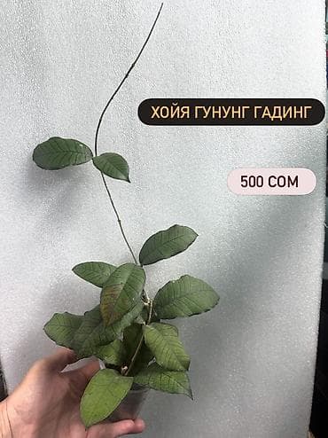 pot: Хойя Сильвер доллар от 200 сом Хойя доллар сплеш клон 2 -взрослое — 10