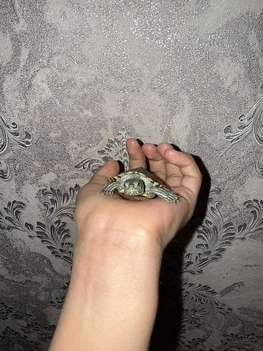 рыбый корм: Красноухая водная черепаха (Trachemys scripta elegans) - Молодая — 4