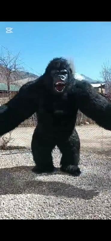 прокат костюмов для взрослых: Ростовая кукла, Зверушка — 1