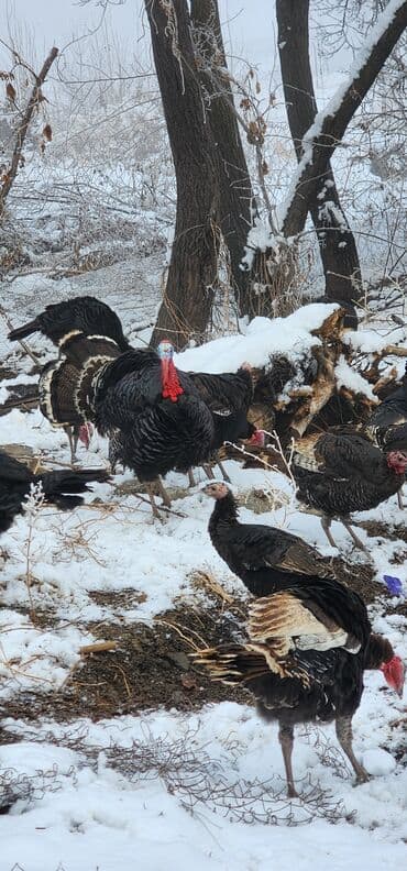 Айыл-чарба жаныбарлары: Сатам | Эркек күрп | Түндүк Кавказ | Көбөйтүү үчүн | Асыл тукумдуу — 1