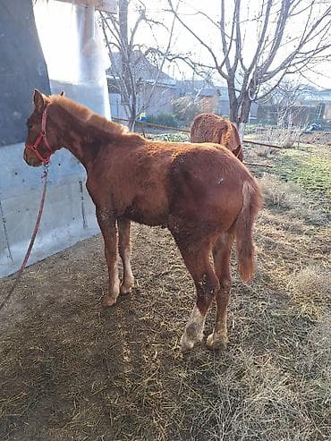 бычки годовалые: Продаю | Жеребенок | Для разведения — 1