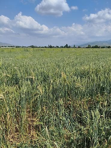 бууд: Продаю пшеницу из под комбайна. Пшеница (зерно — 1